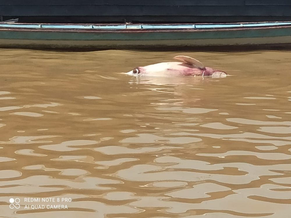 Mais De Botos J Morreram No Lago De Tef Devido A Estiagem No