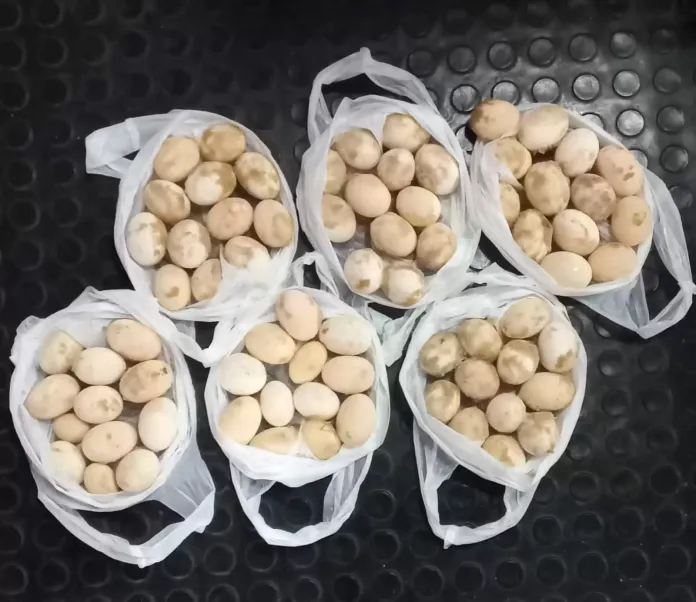 ovos de tartaruga