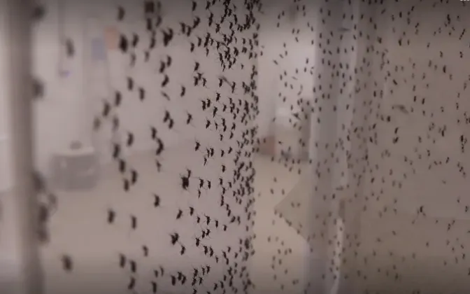 Dengue