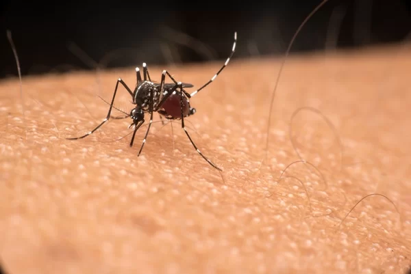 dengue