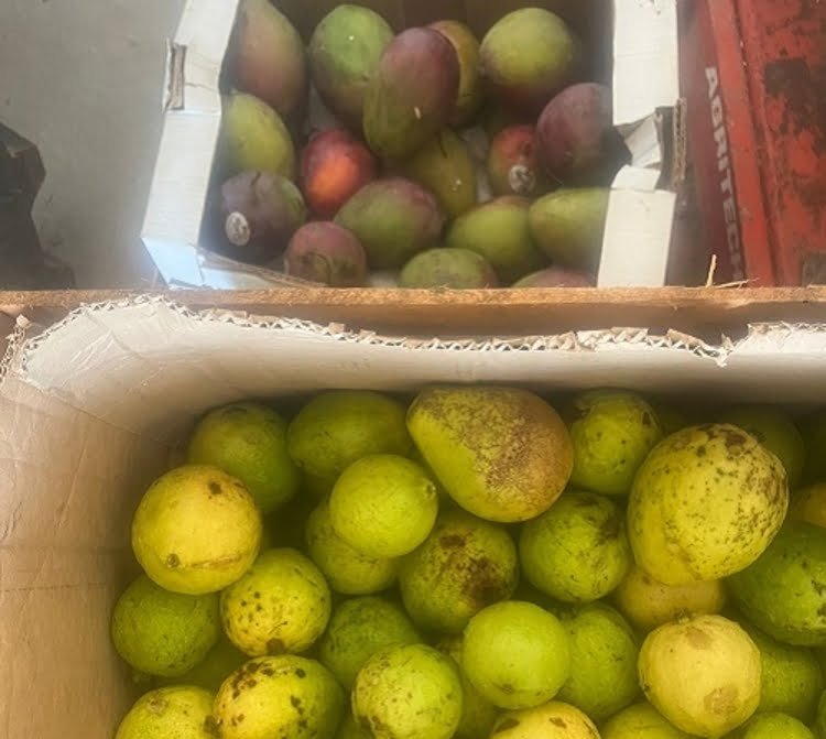frutas vindas do Pará