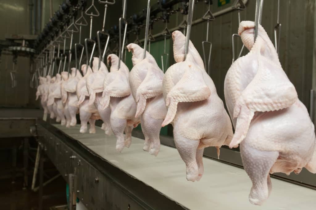 carne de frango
