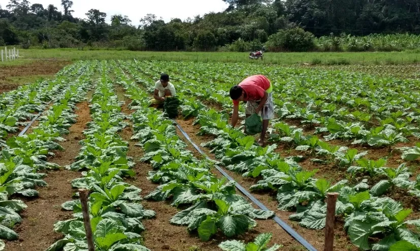 agricultores