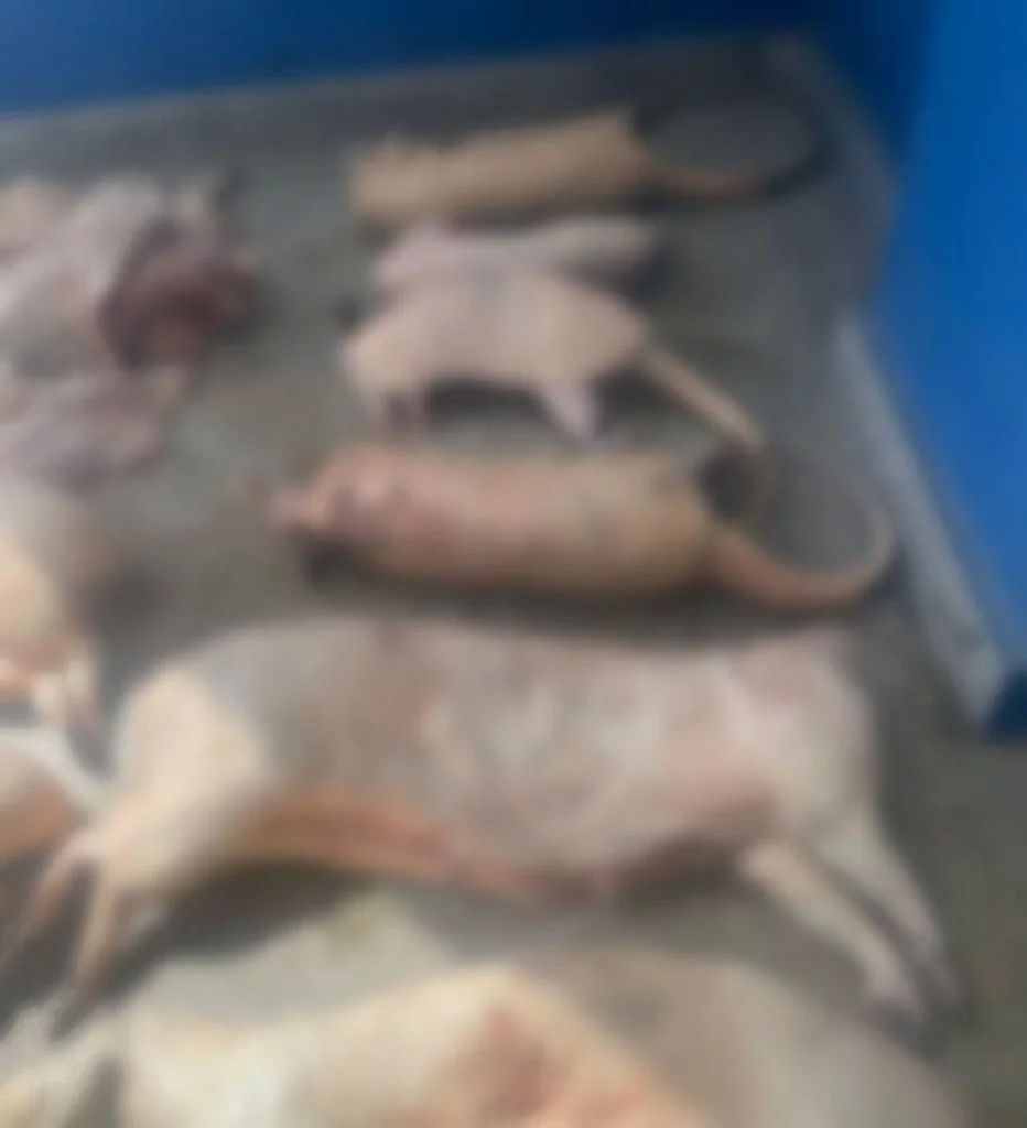 animais silvestres