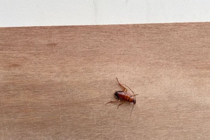 barata na comida