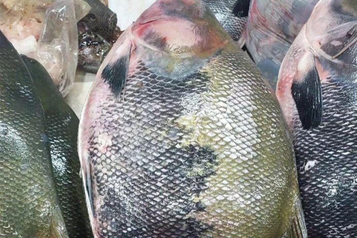 peixe