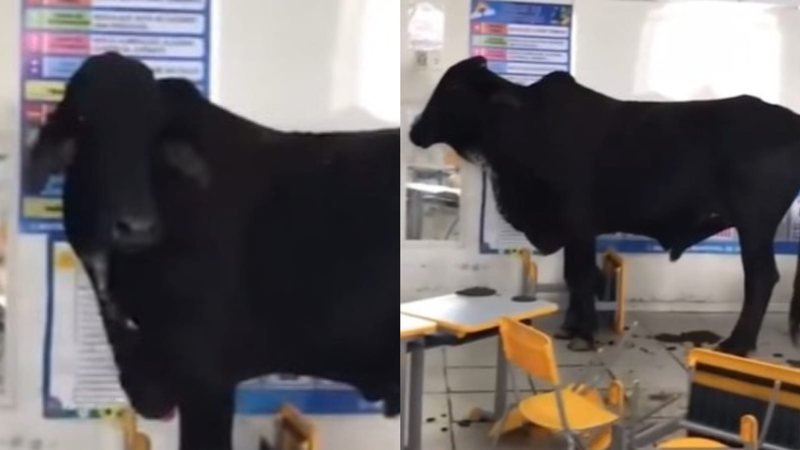 boi invadir escola