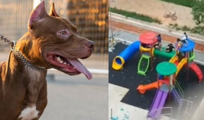 pitbulls