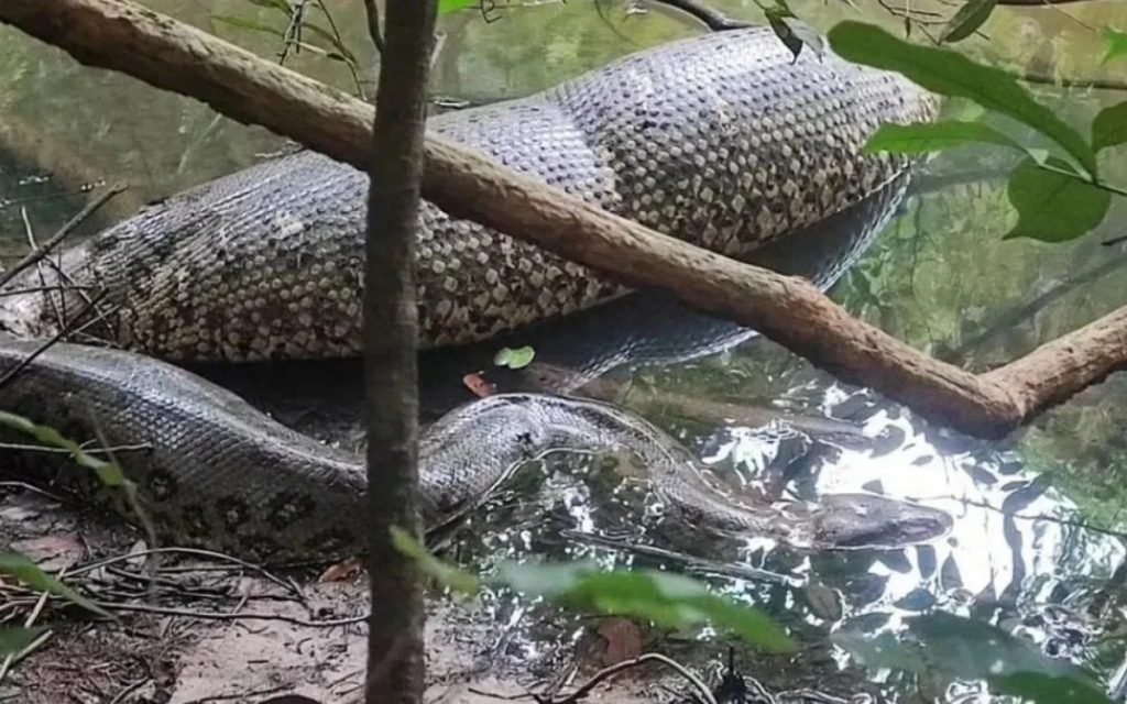 pescador