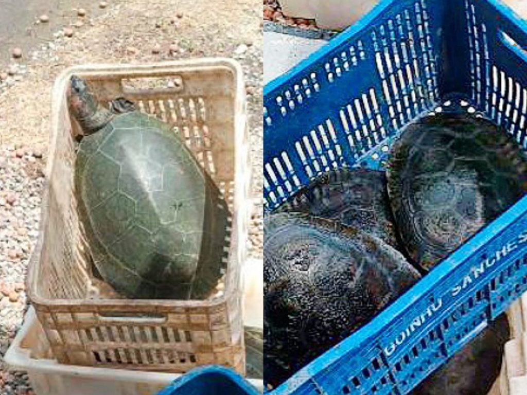 Foto: Divulgação/Ibama