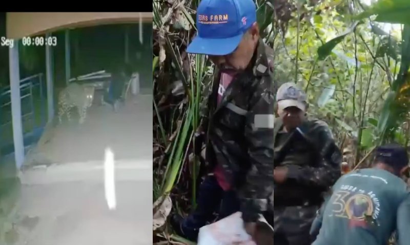 Onça