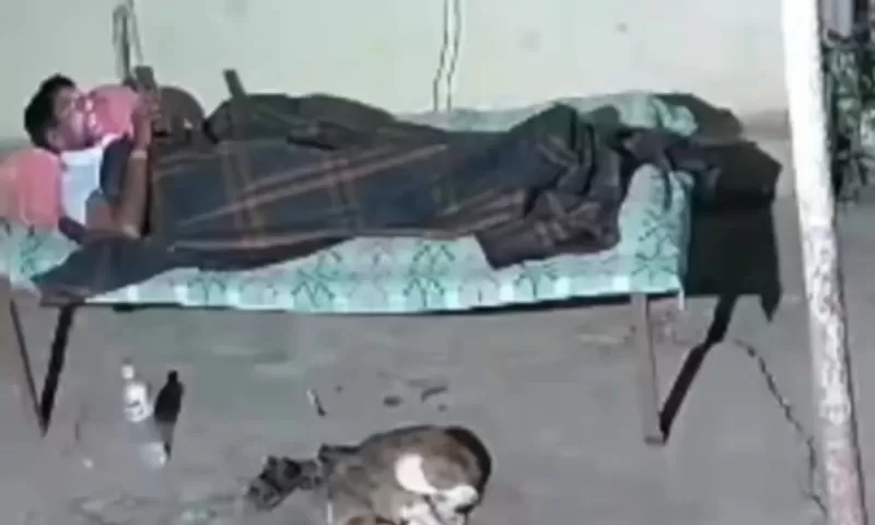 onça ataca cachorro