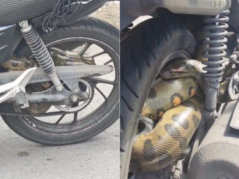Cobra