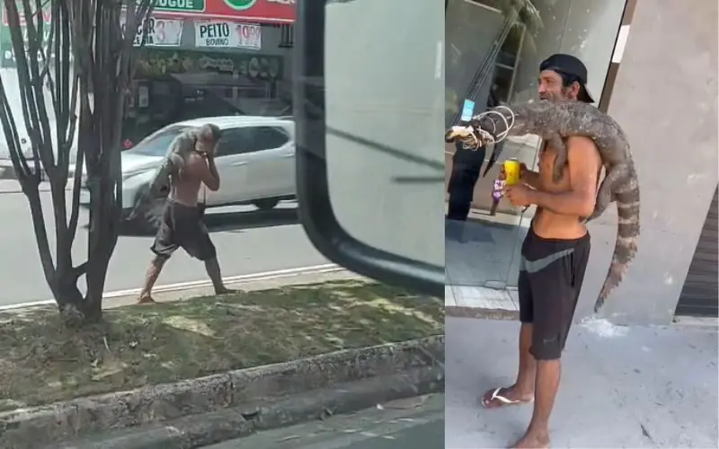 jacaré com a boca amarrada em Manaus