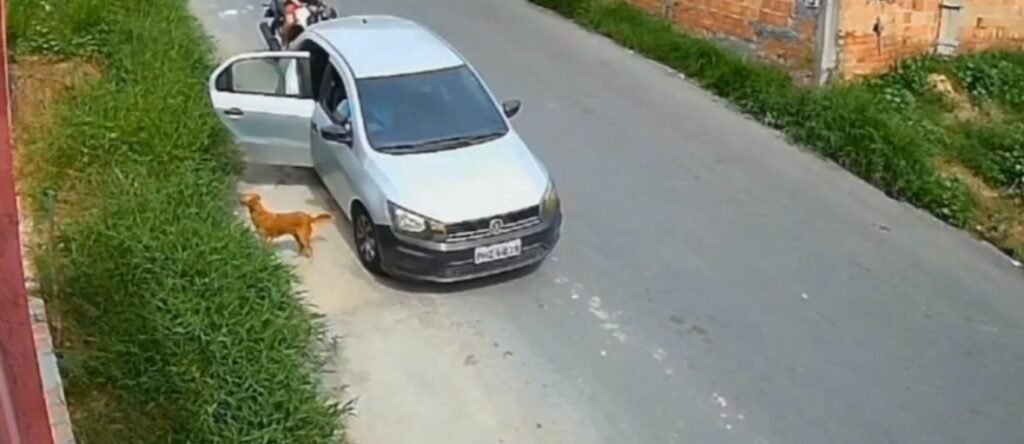 abandonam cadela e filhotes