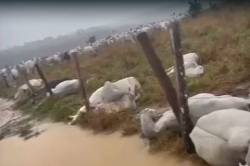 Bois morrem após serem atingidos por raio