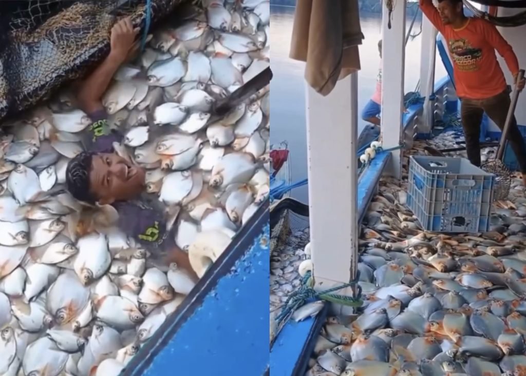 Pescador mergulha em milhares de peixes em pesca farta no Amazonas