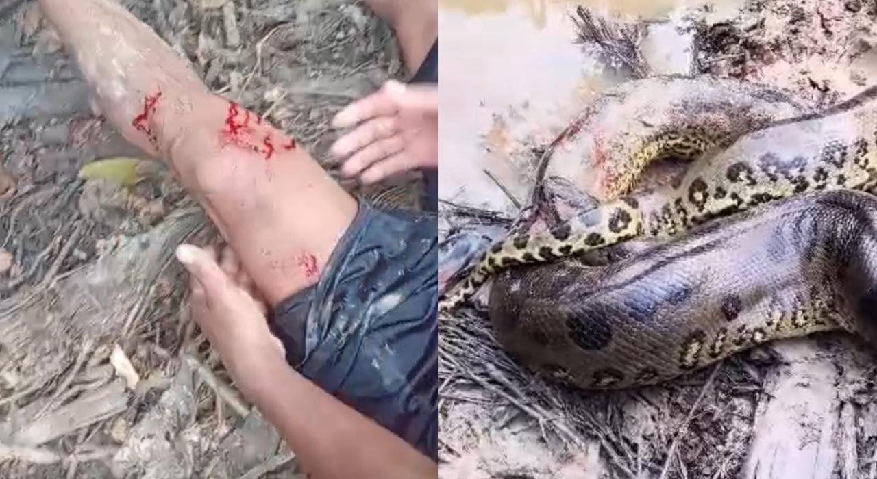 sucuri gigante ataca pescador