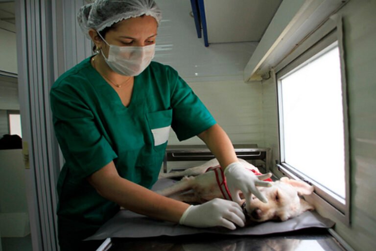 (Foto: Altemar Alcântara/Semsa)